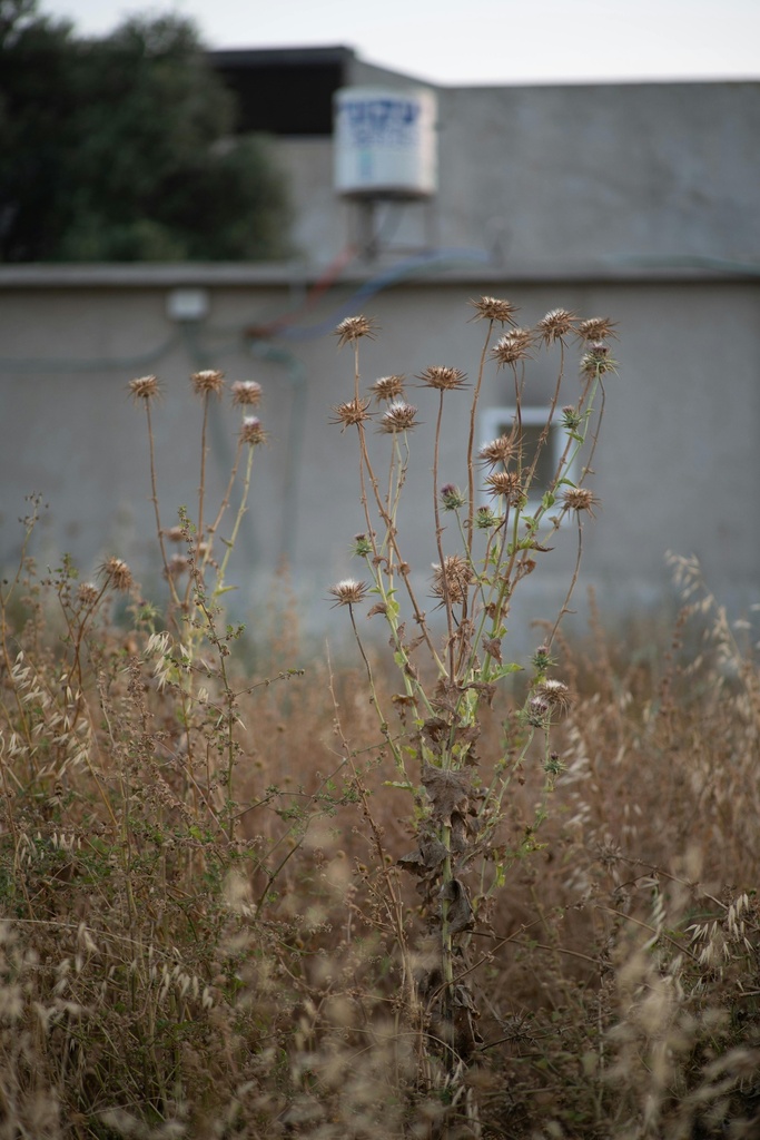 Weed Control